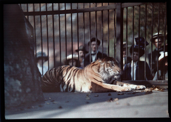 A tiger at London zoo
