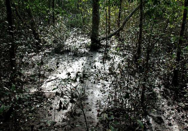 Sundarbans