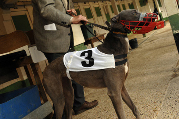 Walthamstow Dogs Stadium