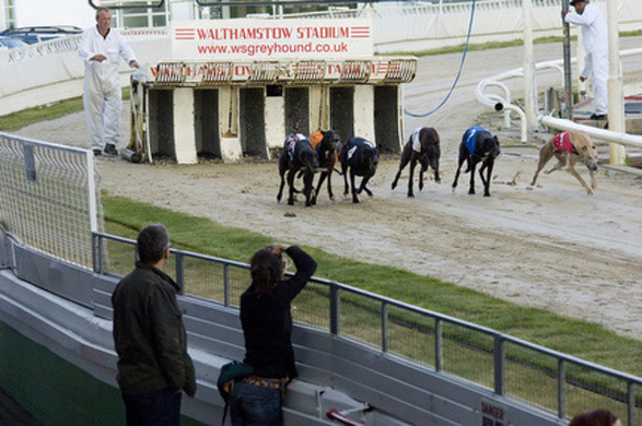 Walthamstow Dogs Stadium
