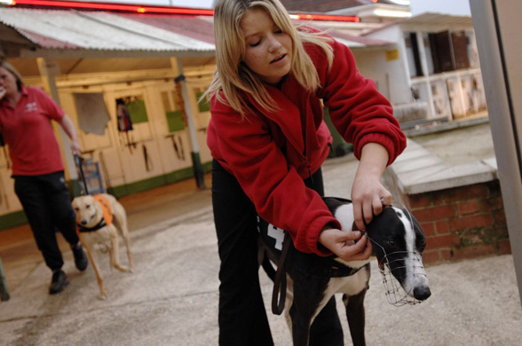 Walthamstow Dogs Stadium