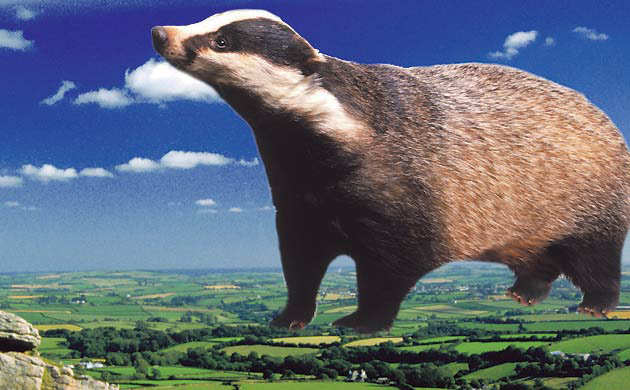 Ebbsfleet Landmark: The Badger of Bodmin