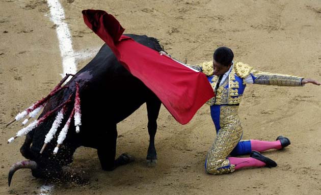 Bull fighting