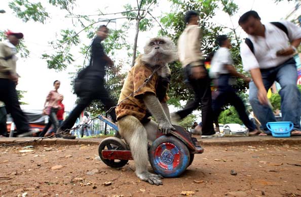 A monkey performs a show