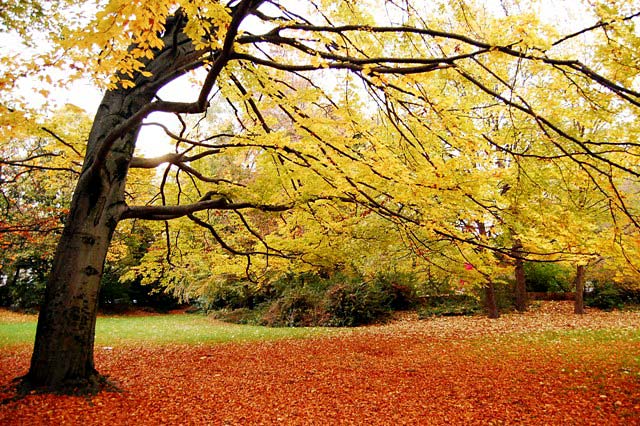 Bernardino Trevilla Langer