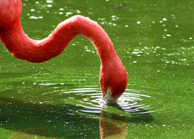 Whipsnade Wild Animal Park, Dunstable