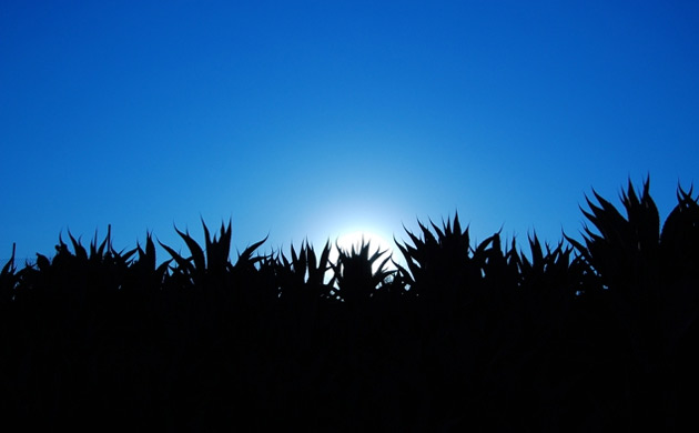 Bernardino Trevilla Langer