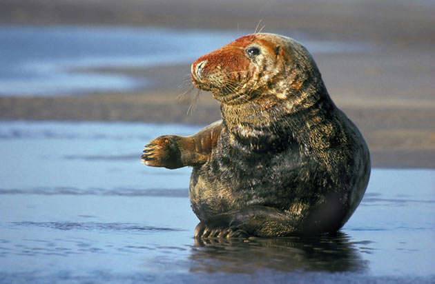 Blood-stained Grey Seal Bull by Tony Wharton