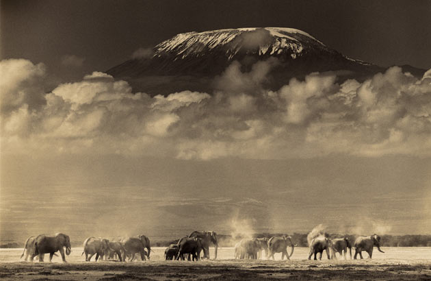 Elephants by Martyn Colbeck