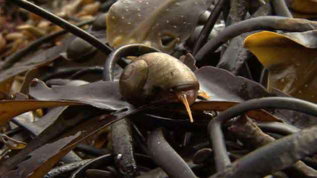 Dalziel + Scullion, Source, 2007 Still