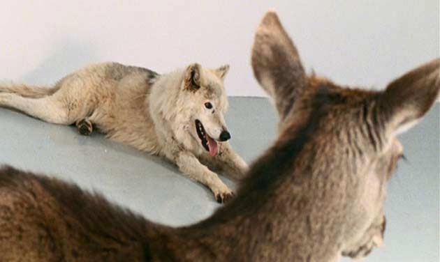 Mircea Cantor, Deeparture, 2005