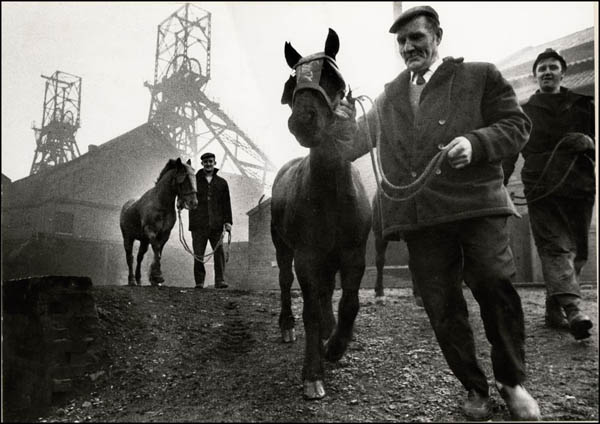 The last pit ponies, Wheldale colliery, 1972.
