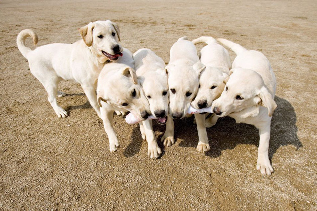 Six cloned sniffer dogs