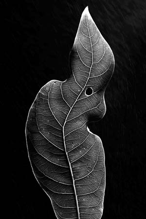 Nature Singles