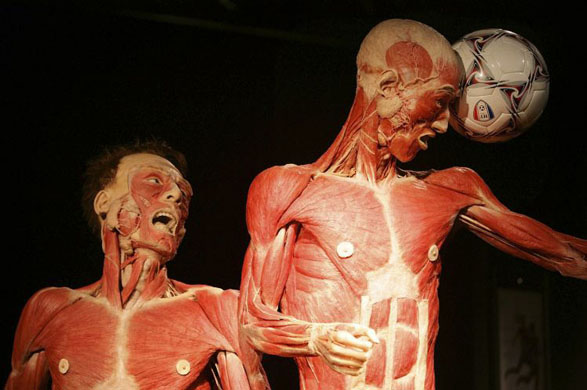 Body Worlds 4