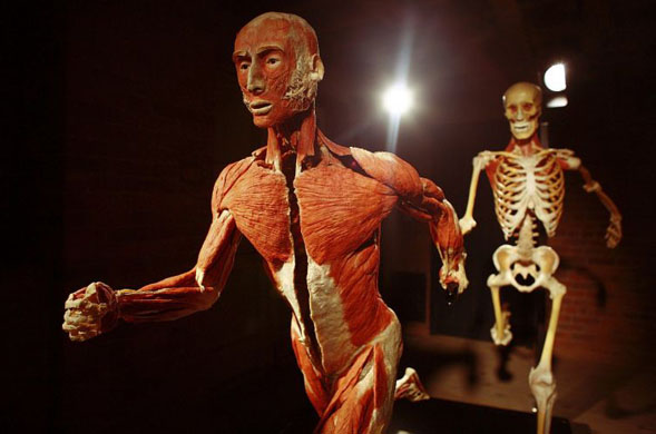 Body Worlds 4