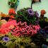 The Hyperbolic Coral Reef