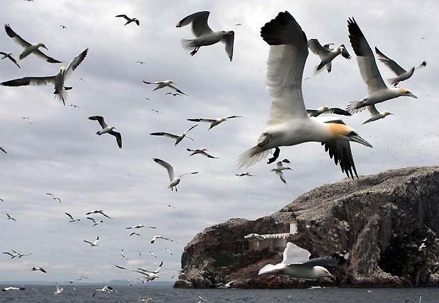 Gannets join gulls in the Firth of Forth swooping past Bass Rock