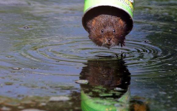 A water vole