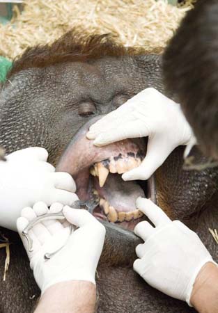Orang-utan dental work