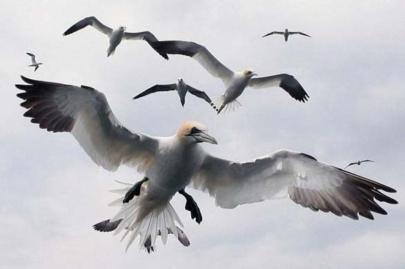 Gannets