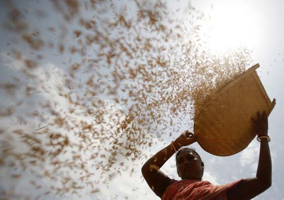 Paddy field workers