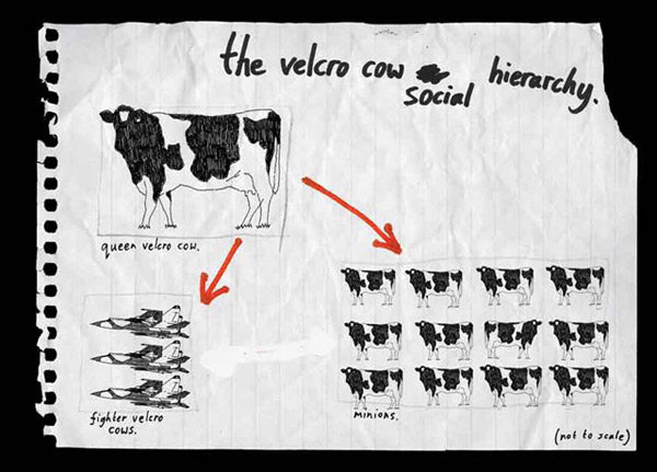 Velcro Cows