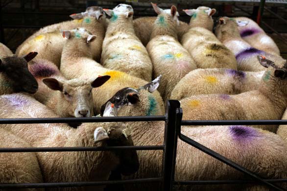 Hay festival: market day