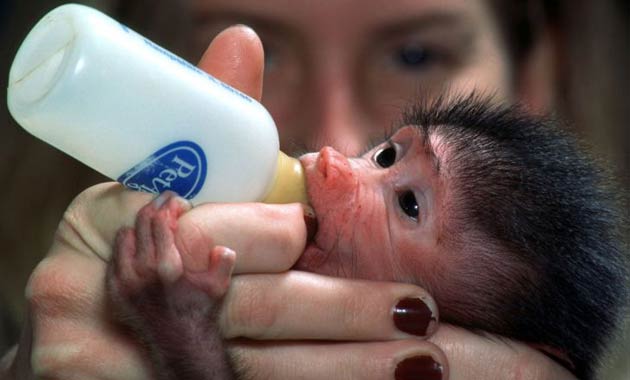 Baby baboon gets milk at Busch Gardens park in Florida