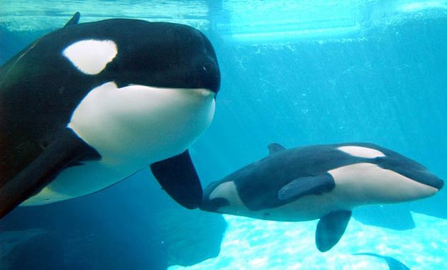 Killer whale and calf at SeaWorld in California