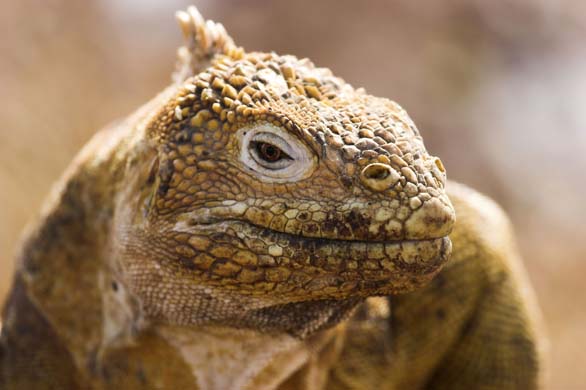 Land iguana