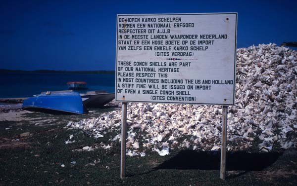 Piles of empty queen conch shells