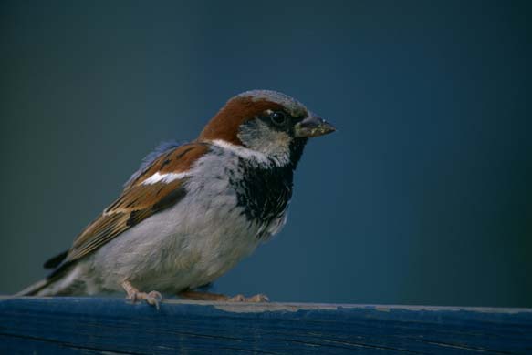 House sparrow