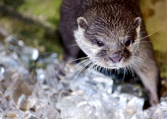 Otter