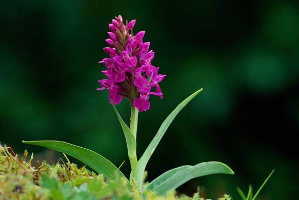 Marsh Orchid