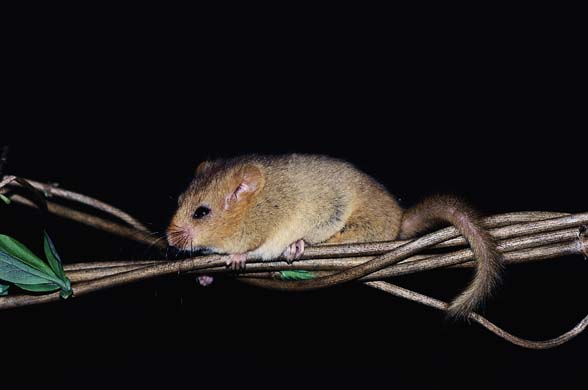 Harvest mouse
