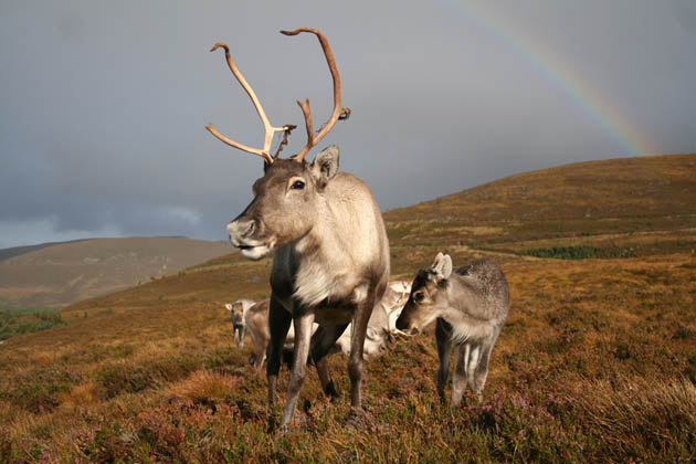 Cairngorm reindeer