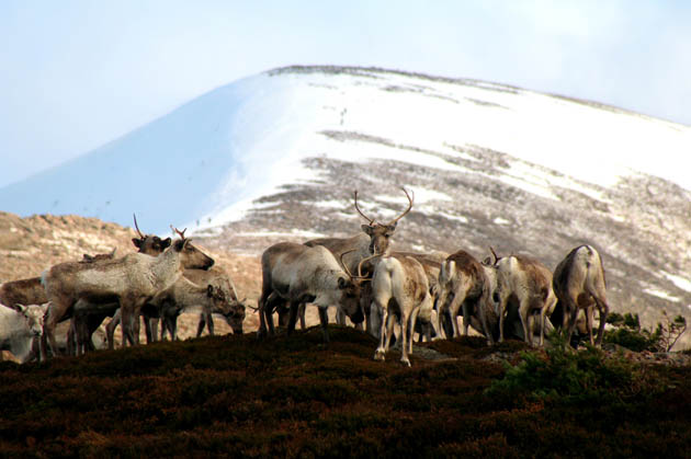 Cairngorm reindeer