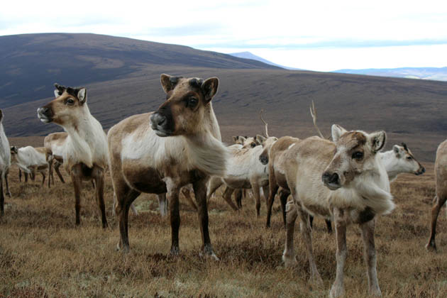 Cairngorm reindeer