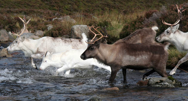 Cairngorm reindeer