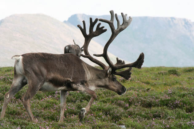 Cairngorm reindeer