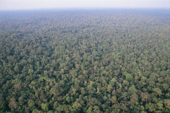 View of Harapan forest from the air.
