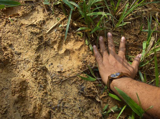 Tiger tracks