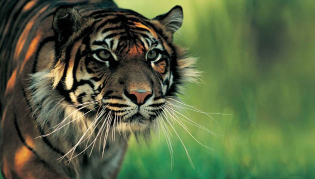 Sumatran tiger