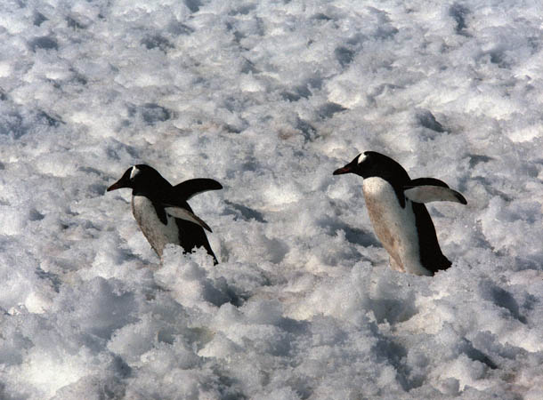 Penguins