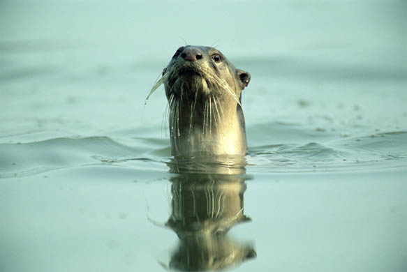 A smooth coated otter