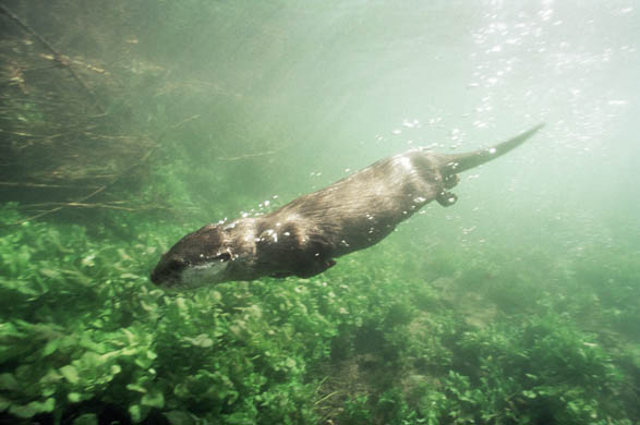 An asian short-clawed otter