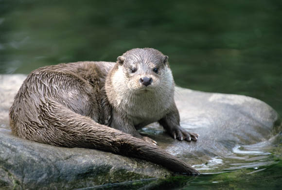A eurasian river otter