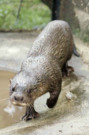 A hairy nosed otter