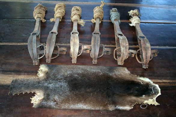 Otter skins in Cambodia